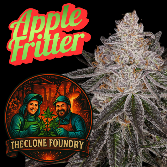🌱 Apple Fritter