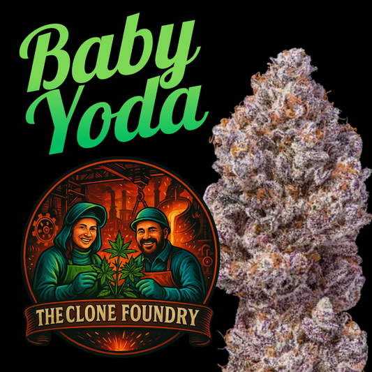 🌱 Baby Yoda